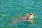 Lebenslustig: Eine von zahlreichen Karetta-Karetta Schildkröten in der Bucht von Göcek
