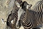 … Zebras und …