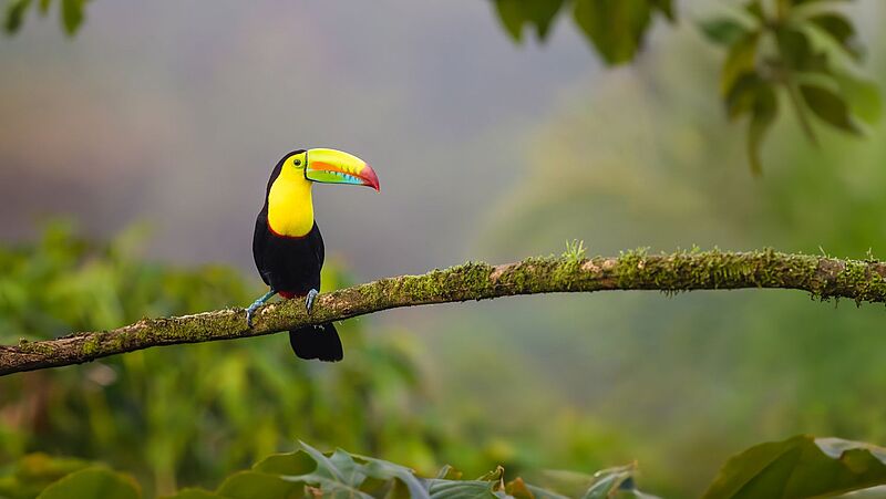 Kielschnabeltukan sitzt auf einem Ast, Costa Rica