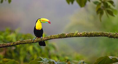 Kielschnabeltukan sitzt auf einem Ast, Costa Rica