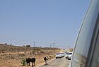 Es gibt auch Kühe in Oman