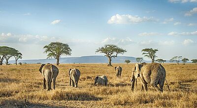 Abendsonne Afrika ist spezialisiert auf Reisen ins südliche und östliche Afrika