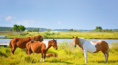 Wilde Ponys sind die Hauptattraktion auf Chincoteague an der Atlantikküste Virginias. Foto: Joesboy/iStockphoto