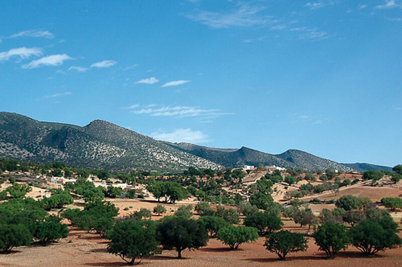 Arganbäume prägen das Landschaftsbild zwischen Agadir und Essaouira.