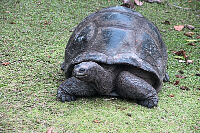 Heiß geliebt und streng geschützt sind die Riesenschildkröten auf den Seychellen Heiß geliebt und streng geschützt sind die Riesenschildkröten auf den Seychellen