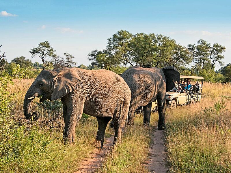 Nach wie vor stark nachgefragt: Safaritourismus in Südafrika. Foto: FrankvandenBergh / iStockphoto