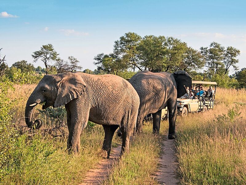 Nach wie vor stark nachgefragt: Safaritourismus in Südafrika. Foto: FrankvandenBergh / iStockphoto