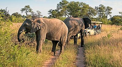 Nach wie vor stark nachgefragt: Safaritourismus in Südafrika. Foto: FrankvandenBergh / iStockphoto