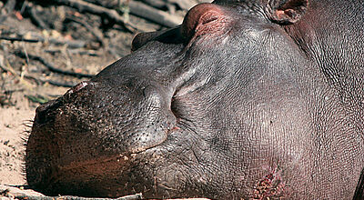 Urtier: Gefährlich wird’s, wenn man zwischen Hippo und Wasser gerät.