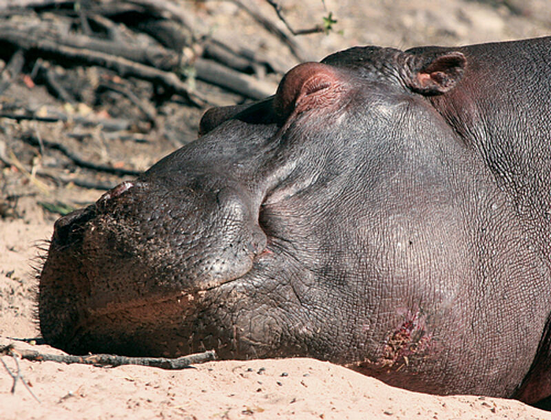 Urtier: Gefährlich wird’s, wenn man zwischen Hippo und Wasser gerät.