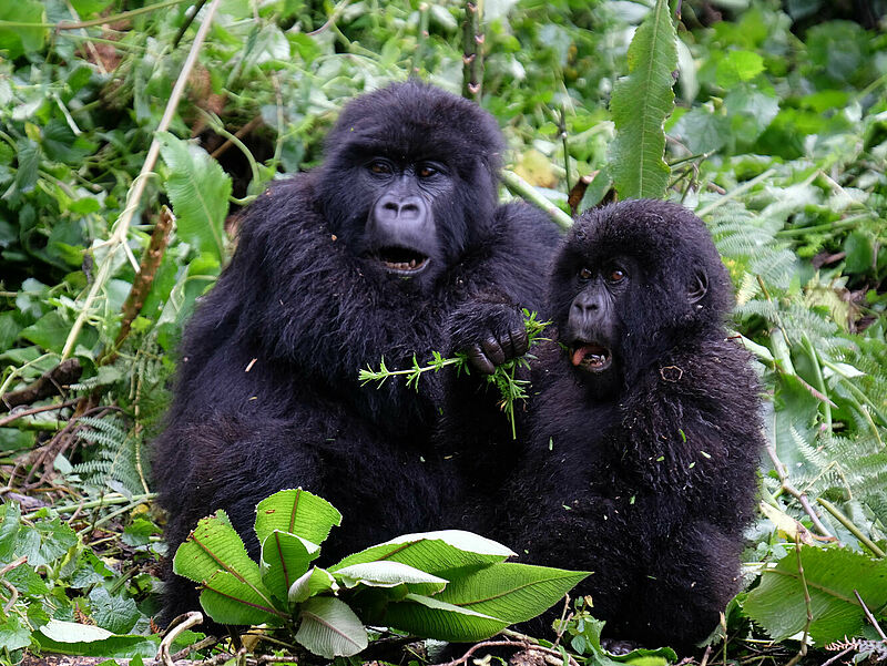Es bleibt zu hoffen, dass der Gorilla-Nachwuchs in Ruanda bei der Zeremonie zur Namensgebung nicht so frech die Zunge rausstreckt wie hier auf diesem Foto. Foto: Intrepid Travel