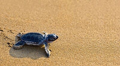 Eines der Projekte der Loro-Parque-Stiftung dreht sich um den Schutz der Caretta caretta, der unechten Karrettschildkröte