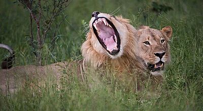 Die Loro-Parque-Stiftung engagiert sich weltweit für den Erhalt der Biodiversität, im Bild der Angola-Löwe, der im Schutzgebiet KAZA lebt