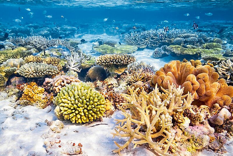Nicht überall sieht die Unterwasserwelt der Malediven so prachtvoll aus