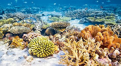 Nicht überall sieht die Unterwasserwelt der Malediven so prachtvoll aus