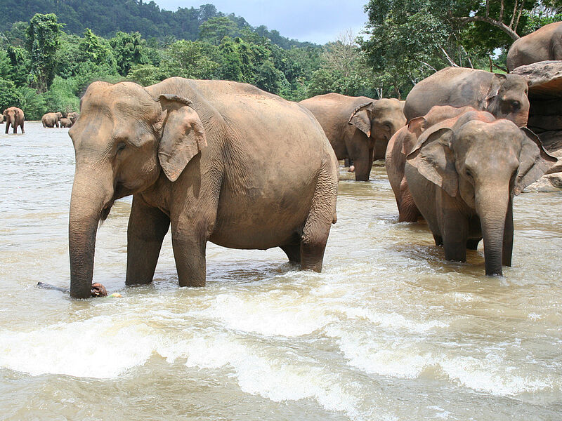 Elefanten auf Sri Lanka kann man jetzt mit FTI zum Pep-Preis besuchen. Foto: ck