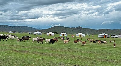 Ziegen und Schafe sind feste Begleiter einer jeden Reise durch die Mongolei  