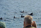 Glück gehabt: Die Teilnehmer der Katamaran-Tour sahen viele Delfine