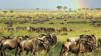 Tausende von Gnus ziehen jedes Jahr durch das Savannengras der Serengeti.
