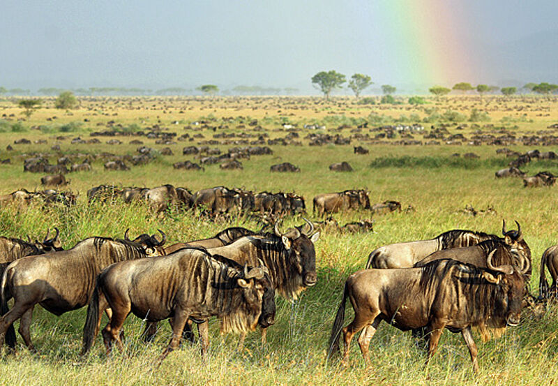 Tausende von Gnus ziehen jedes Jahr durch das Savannengras der Serengeti.