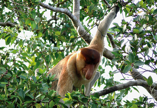 Die Nasenaffen gibt es nur auf Borneo. Rund 600 leben in den Klias Wetlands.