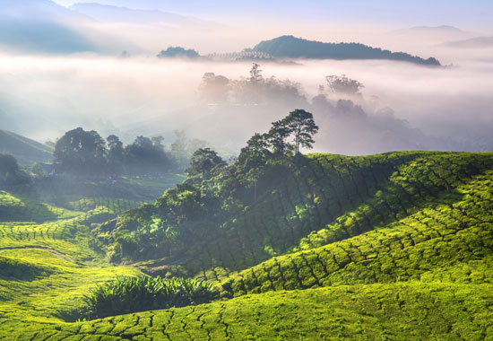 Malaysia will seine landschaftlichen Reize – hier die Cameron Highlands – 2019 als Partnerland der ITB zeigen.