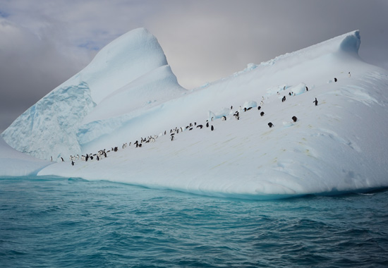 Nicko Cruises debütiert bereits im kommenden Winter in der Antarktis