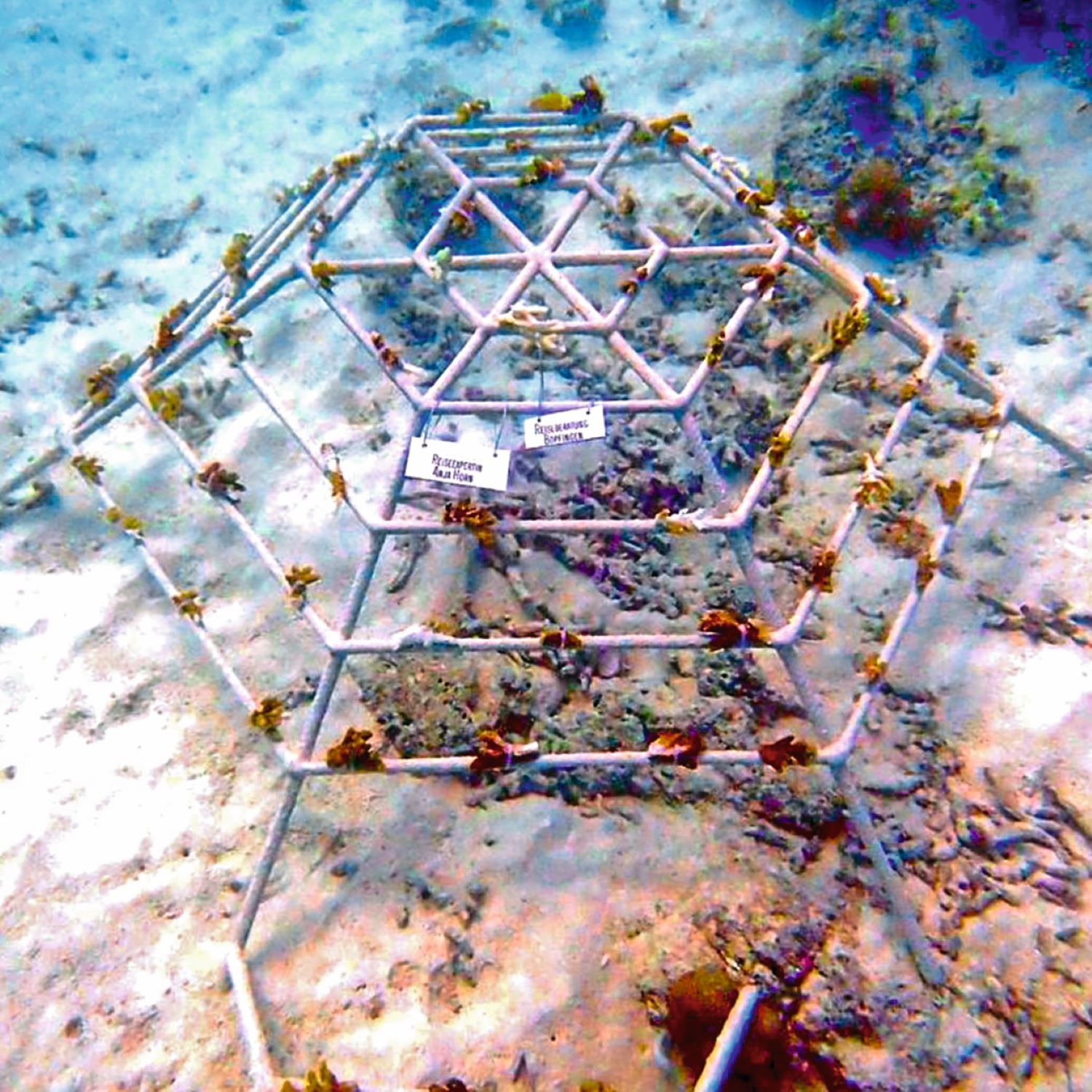 Die Gestelle unterstützen  das Ansiedeln von Korallen. Kunden können online ­verfolgen, wie es vorangeht