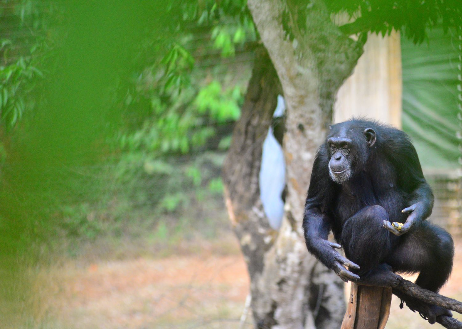 Der Schimpanse ist das Nationaltier von Sierra Leone