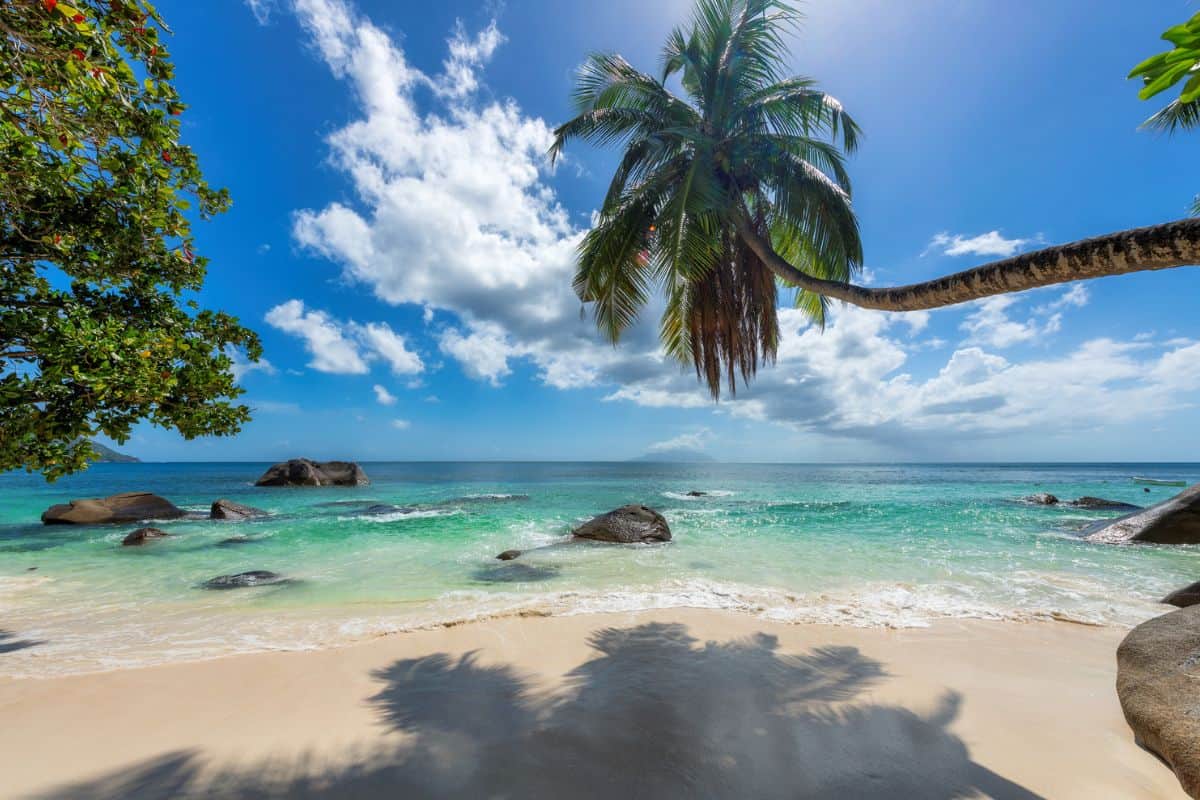 Ein tropischer Sandstrand mit einer weit über das türkisblaue Wasser ragenden Palme, großen Felsblöcken im Meer und einem strahlend blauen Himmel mit Wolken.