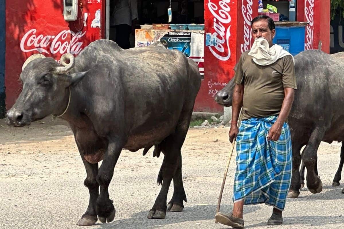 Ein Mann mit Tuch vor dem Gesicht und Gehstock geht neben zwei Wasserbüffeln auf einer Straße vor einem roten Gebäude mit Coca-Cola-Werbung vorbei.