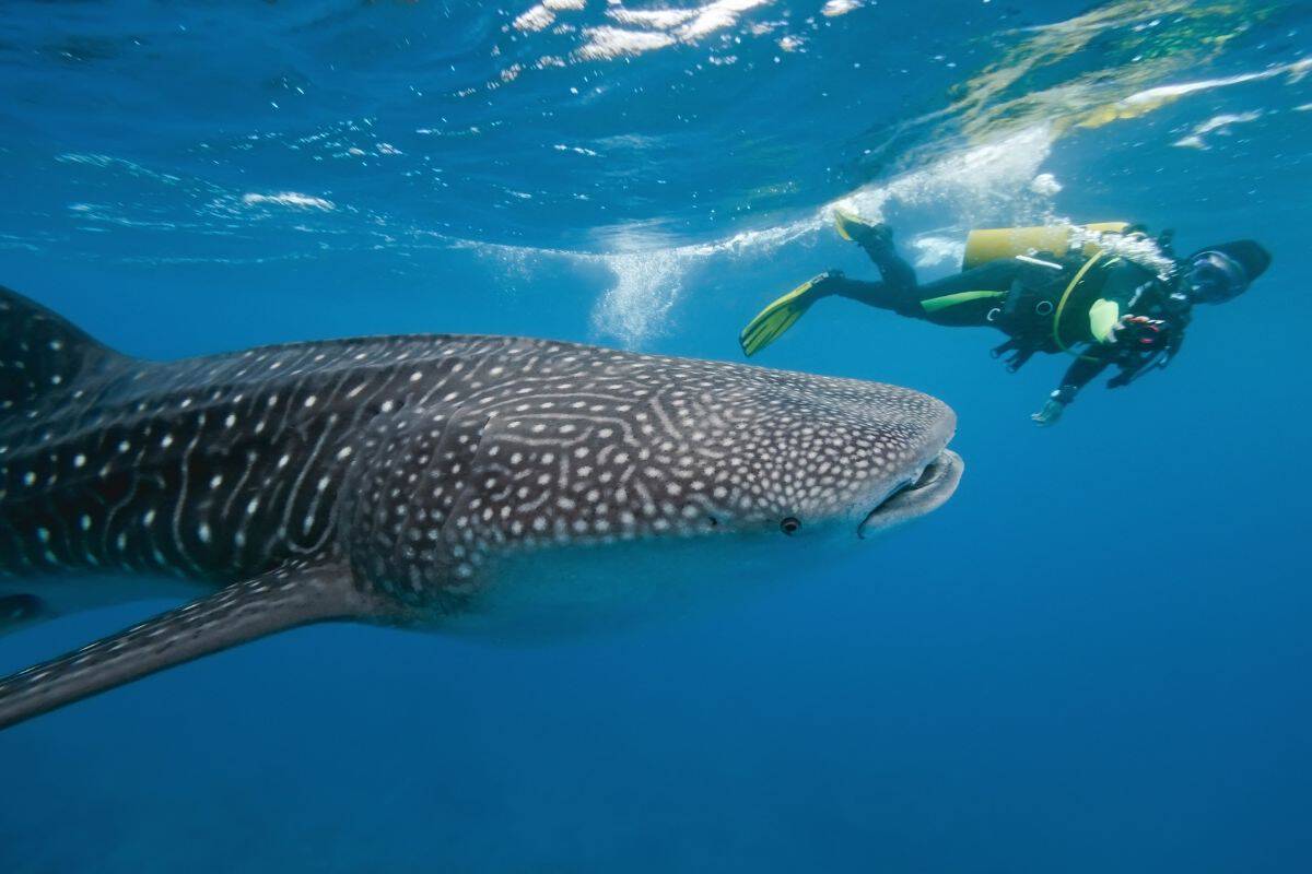 Ein großer Walhai schwimmt im tiefblauen Wasser, während im Hintergrund ein Taucher mit kompletter Ausrüstung und gelben Flossen neben ihm her schwimmt.