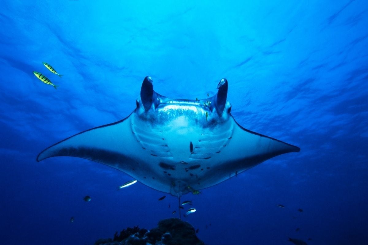 Ein großer Mantarochen schwimmt in tiefblauem Wasser direkt auf die Kamera zu, begleitet von mehreren kleinen Fischen vor einem dunklen Korallenriff.