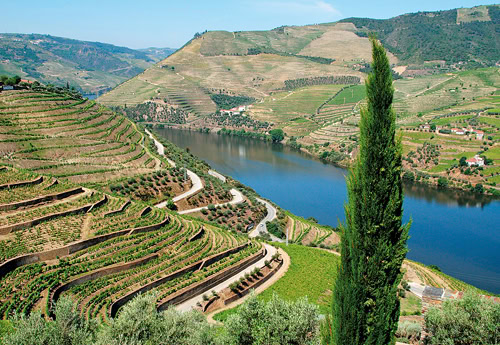 Rebterrassen, so weit das Auge reicht: der Douro bei Pinhao