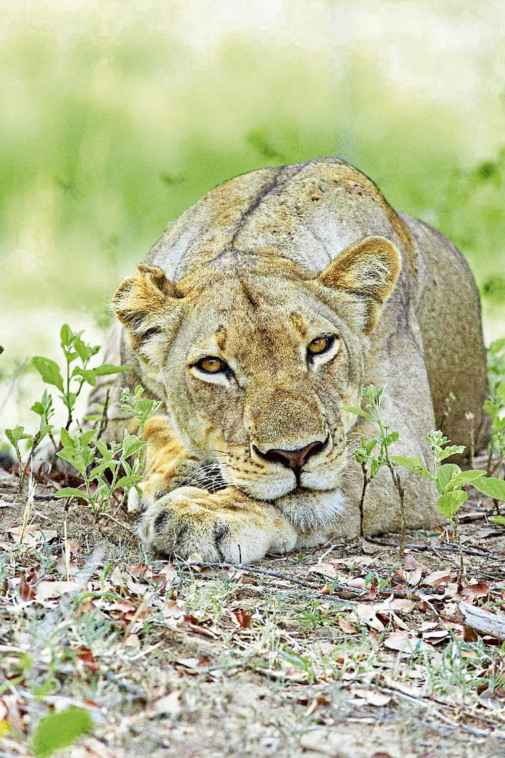 Auf Augenhöhe mit einem Löwen