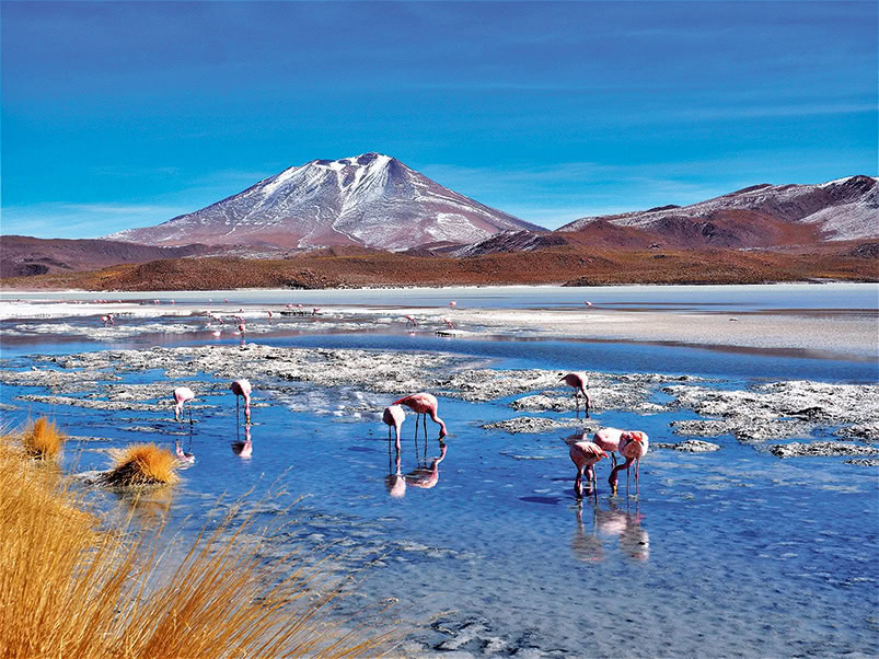 Flamingos in der Laguna Hedionda.