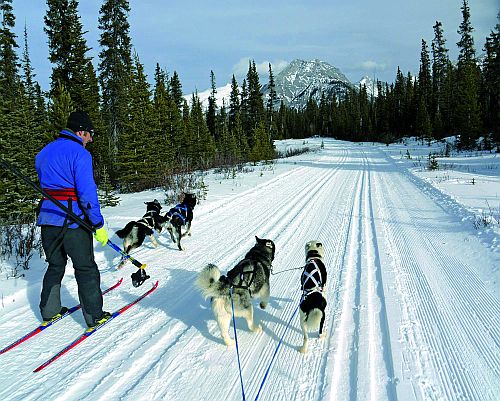 Ski-Jöring: Flotte Fahrt mit Hunden am Bauch. Fotos: ds
