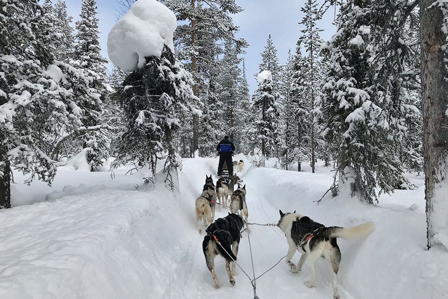 Bis zu 40 Kilometer pro Stunde können die Huskys rennen 