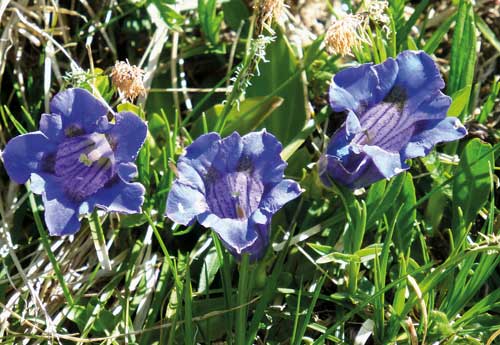 Kühe mögen Enzian nicht, denn bei vielen Arten schmecken auch die Blüten bitter