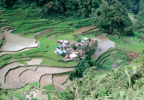 Wie Stufen zum Himmel: Die berühmten Reisterrassen umschließen das Dörfchen Bangaan. Fotos: bk