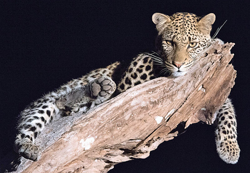 Entspannt und fotogen: Leoparden des Tuli