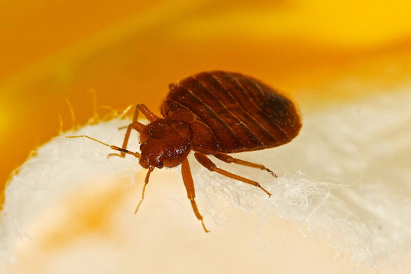 Krabbeltierchen auf dem Vormarsch: Die Bettwanze kehrt nach Deutschland zurück