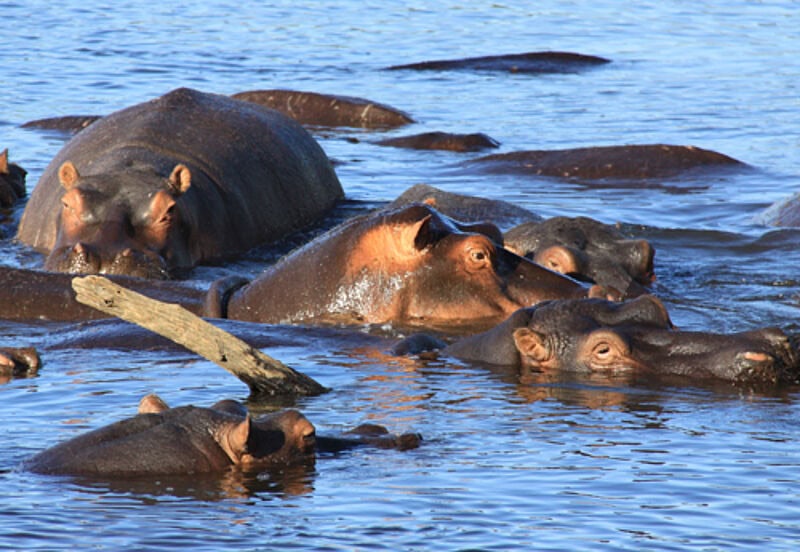 Die Tierwelt zu schützen ist eine der wichtigsten Aufgaben des Tourismusministeriums