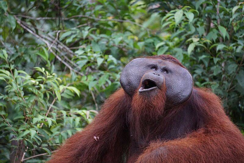 Freut sich auf deutsche Besucher: ein Orang-Utan im Tanjung-Puting-Nationalpark