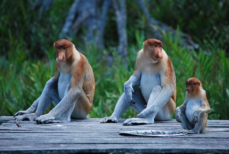 Zwei ausgewachsene Nasenaffen und ein kleiner sitzen auf einer hölzernen Plattform in einer Dschungellandschaft