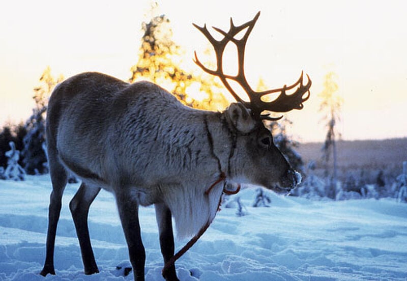 Rentier bei der Zufahrt zur Weihnachtsmann-Hütte bei Rovaniemi.