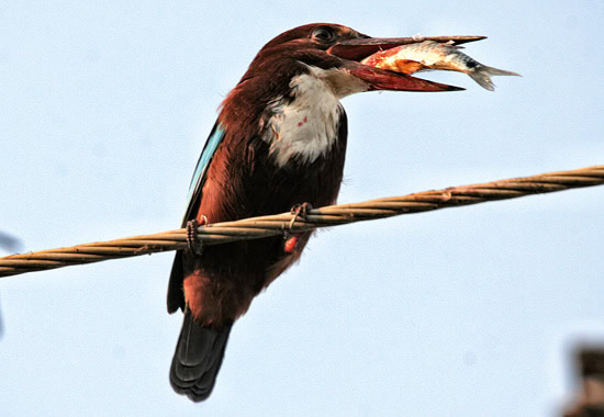Indiens Nationalvogel, der Kingfisher, fühlen sich hier ebenso wohl...