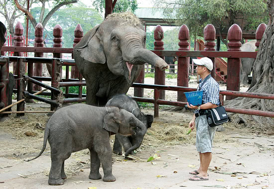 Nachwuchs im Elephant-Stay-Projekt: Begegnung mit Elefantenbabys