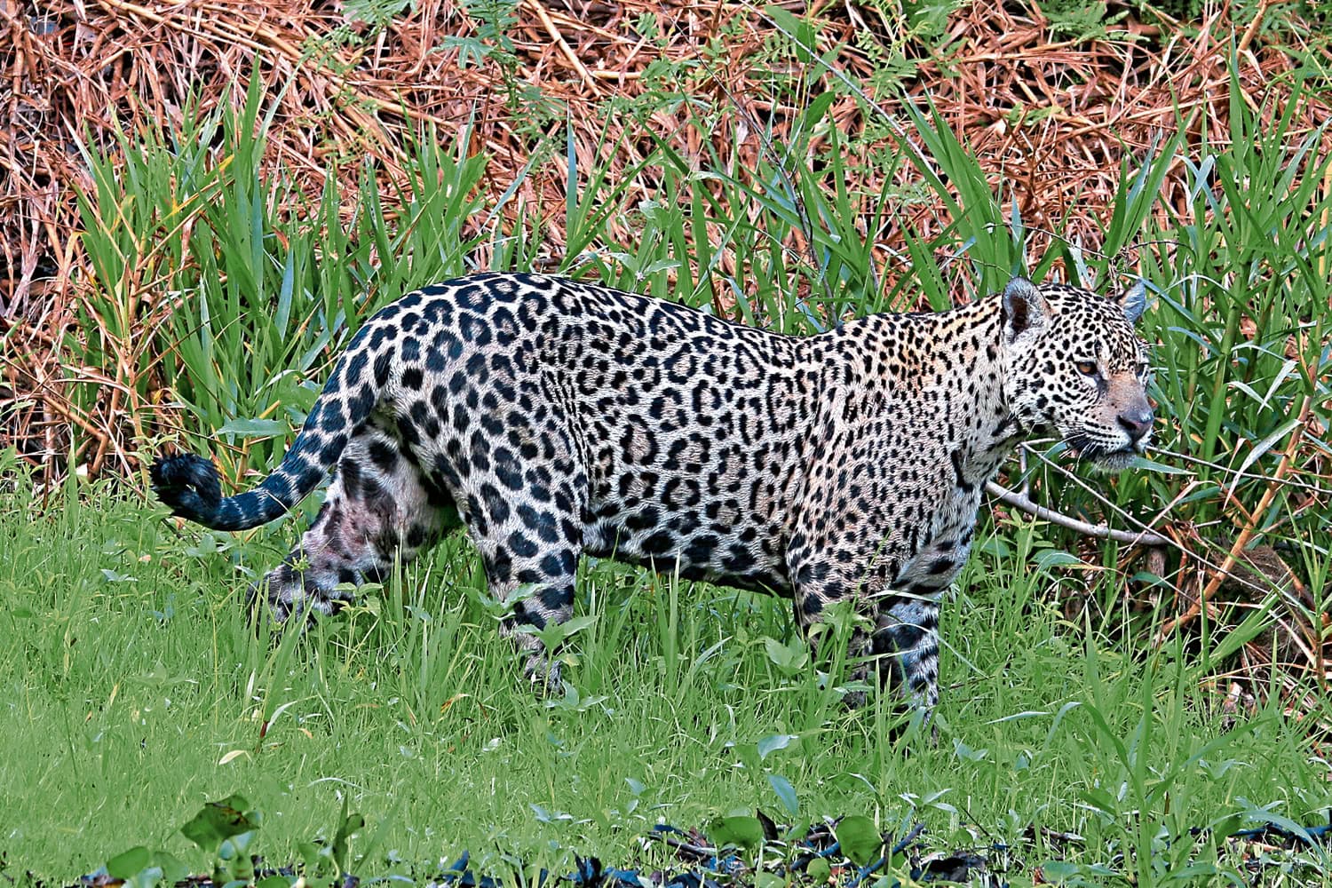 Kurz zeigt sich Ihre Majestät, das Jaguarweibchen, bevor sie wieder im Schilf verschwindet. Foto: ws