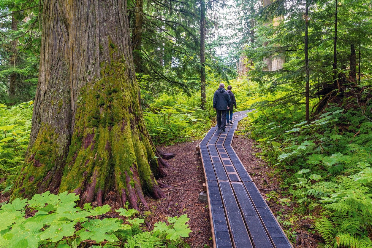 Wanderer auf einem Holzsteg gehen durch den Wald
